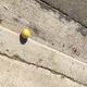 Illustration for article titled The Sports Highlight Of The Day Is This Plucky Little Lemon Rolling Its Way To Freedom
